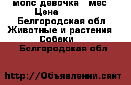 мопс девочка 8 мес › Цена ­ 8 000 - Белгородская обл. Животные и растения » Собаки   . Белгородская обл.